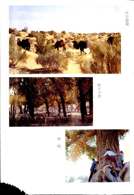 《内蒙古额济纳旗地名志》.pdf_内蒙古自治区志插图5 《内蒙古额济纳旗地名志》.pdf_内蒙古自治区志插图5