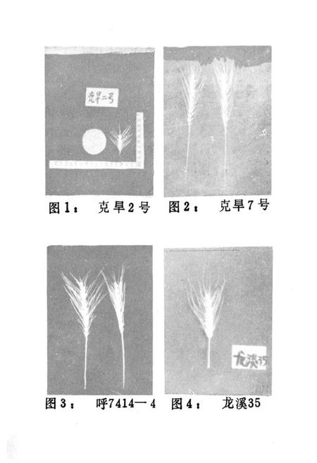 《呼盟农作物品种志》.pdf_内蒙古自治区志插图5 《呼盟农作物品种志》.pdf_内蒙古自治区志插图5