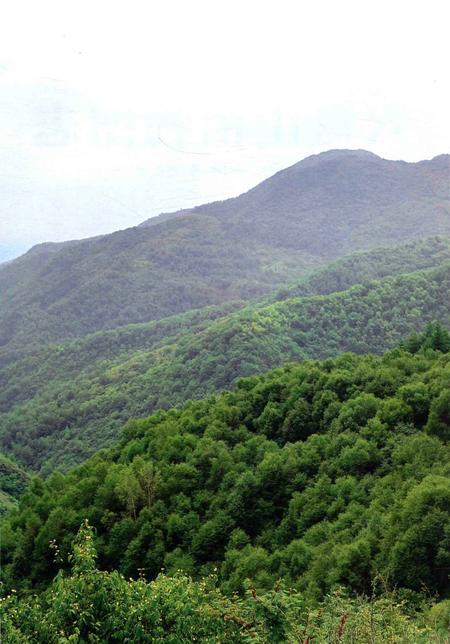 《六盘山植物图志》.pdf_宁夏回族自治区志插图4