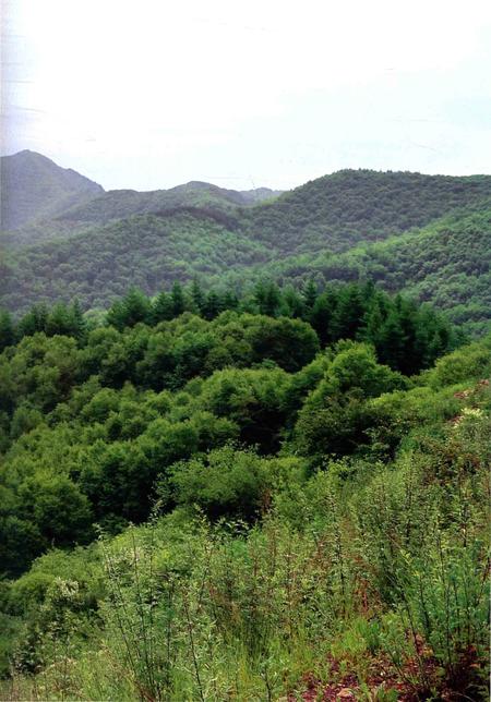 《六盘山植物图志》.pdf_宁夏回族自治区志插图5