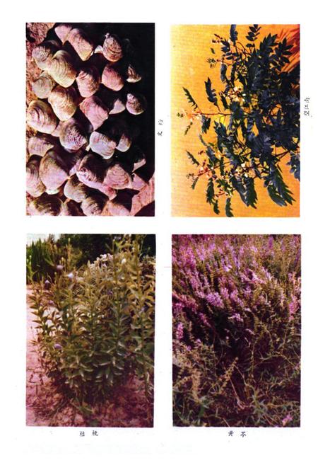 《《掖县医药志》》.pdf_山东省志插图3