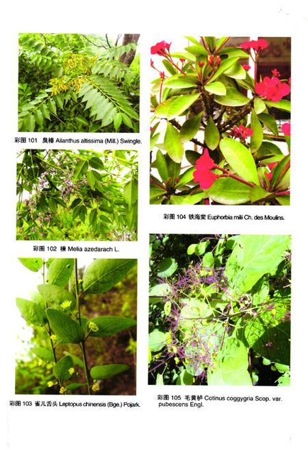 《泰山植物志(下卷)》.pdf_山东省志插图3 《泰山植物志(下卷)》.pdf_山东省志插图3
