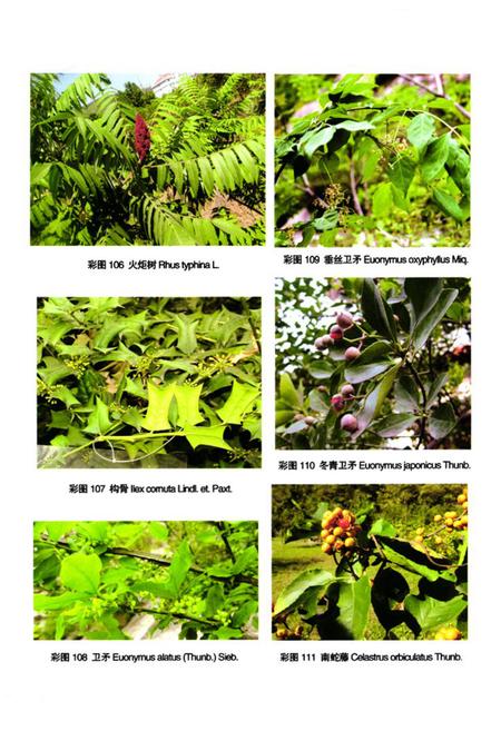 《泰山植物志(下卷)》.pdf_山东省志插图4 《泰山植物志(下卷)》.pdf_山东省志插图4