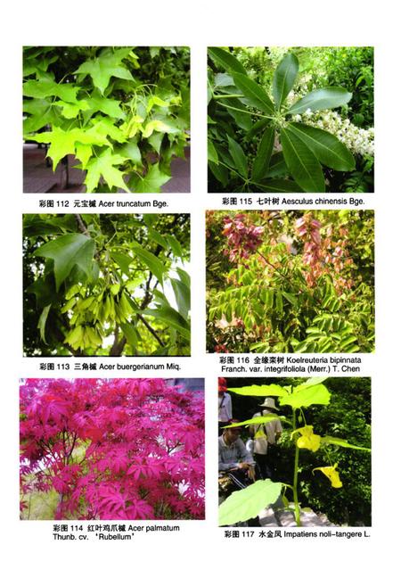 《泰山植物志(下卷)》.pdf_山东省志插图5 《泰山植物志(下卷)》.pdf_山东省志插图5