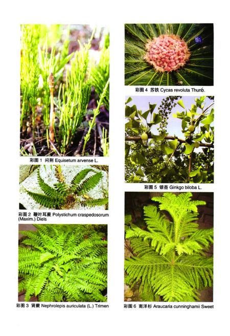 《泰山植物志(上卷)》.pdf_山东省志插图3 《泰山植物志(上卷)》.pdf_山东省志插图3