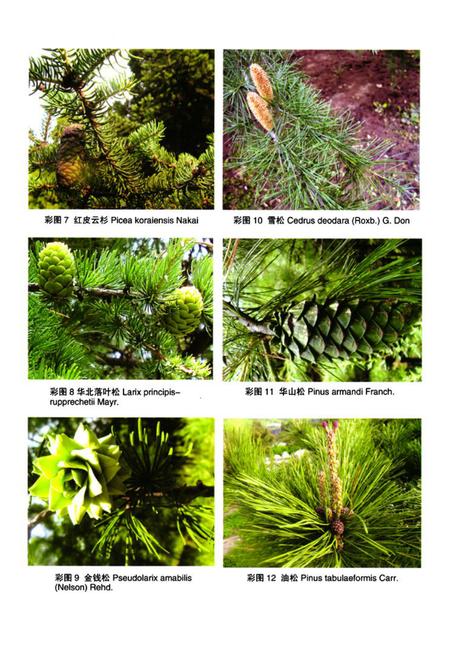 《泰山植物志(上卷)》.pdf_山东省志插图4 《泰山植物志(上卷)》.pdf_山东省志插图4