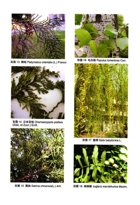 《泰山植物志(上卷)》.pdf_山东省志插图5 《泰山植物志(上卷)》.pdf_山东省志插图5