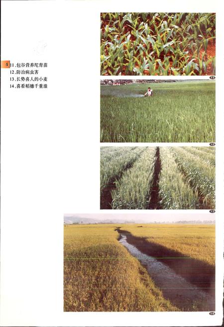 《泸西县农业志》.pdf_云南省志插图5 《泸西县农业志》.pdf_云南省志插图5