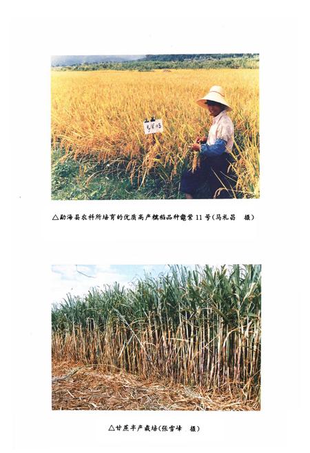 《勐海县农业志》.pdf_云南省志插图4