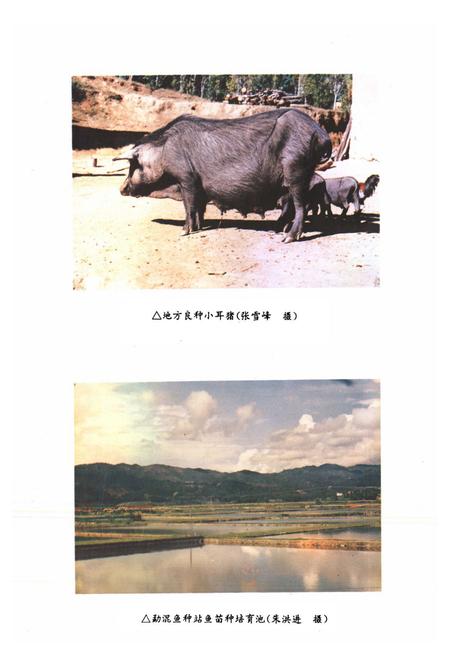 《勐海县农业志》.pdf_云南省志插图5