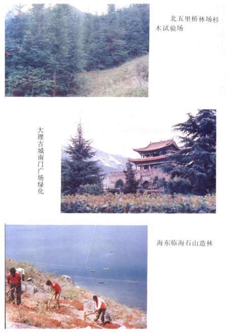 《大理市林业志》.pdf_云南省志插图3 《大理市林业志》.pdf_云南省志插图3