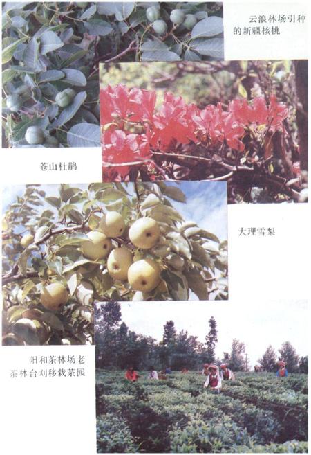 《大理市林业志》.pdf_云南省志插图4 《大理市林业志》.pdf_云南省志插图4