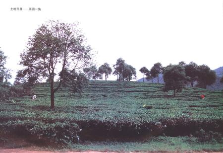 《《普洱哈尼族彝族自治县土地志》》.pdf_云南省志插图5