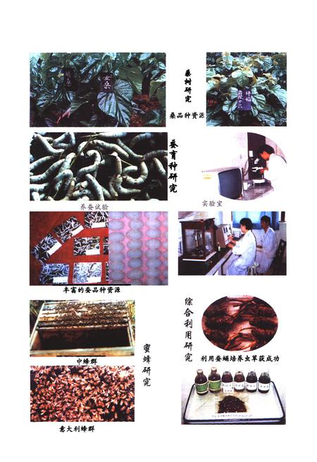 《《蚕蜂所志》》.pdf_云南省志插图5