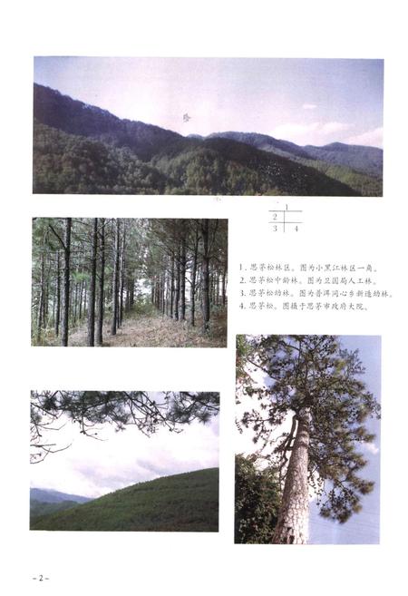 《思茅地区林业志》.pdf_云南省志插图4
