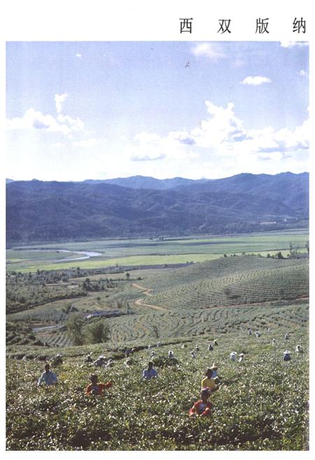 《云南省茶叶进出口公司志(1938-1990年)》.pdf_云南省志插图3