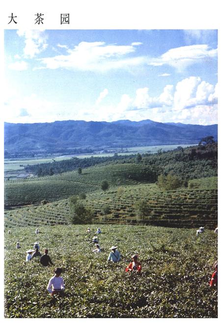 《云南省茶叶进出口公司志(1938-1990年)》.pdf_云南省志插图4