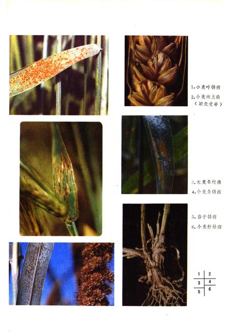 《山西经济植物真菌病害志》.pdf_山西省志插图3