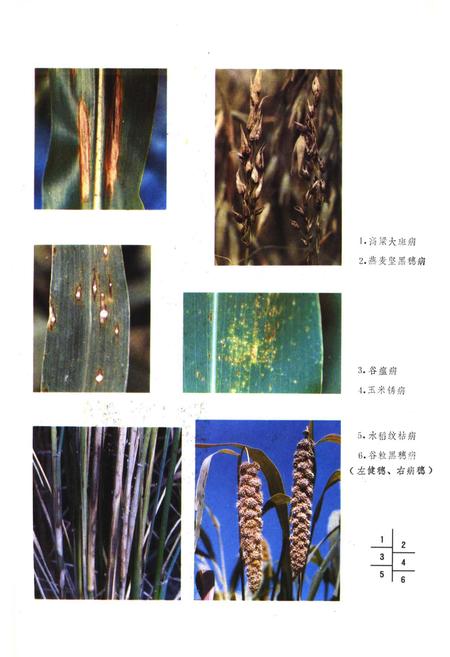 《山西经济植物真菌病害志》.pdf_山西省志插图4