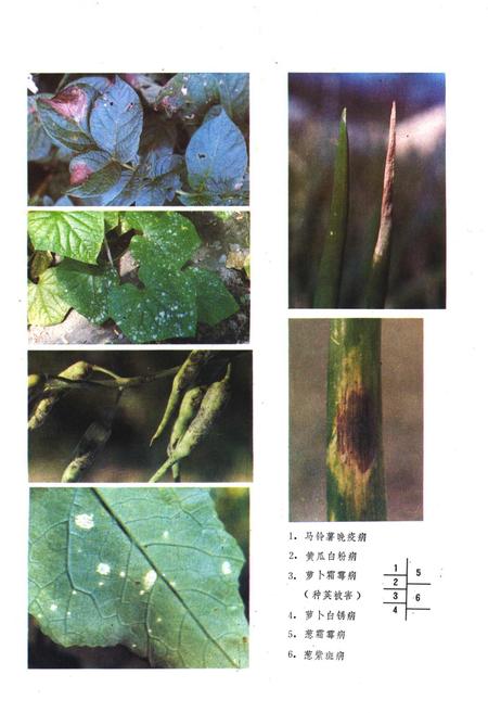 《山西经济植物真菌病害志》.pdf_山西省志插图5