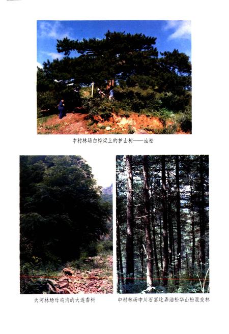《山西中条山木材志》.pdf_山西省志插图4