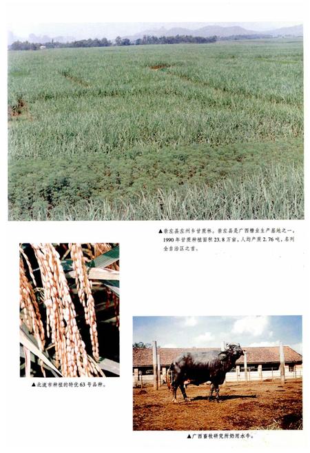 《广西通志 经济总志》.pdf电子版_广西壮族自治区志插图5
