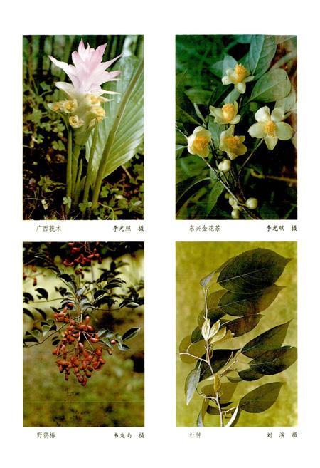 《广西通志 生物志》.pdf电子版_广西壮族自治区志插图4