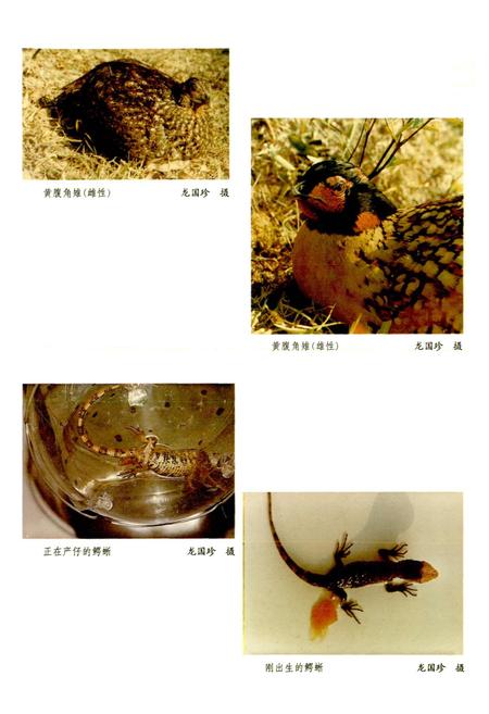 《广西通志 生物志》.pdf电子版_广西壮族自治区志插图5