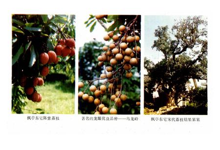 《仙游农业志》.pdf电子版_福建省志插图5