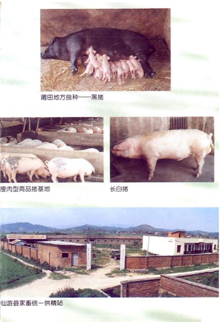 《莆田市畜牧志》.pdf电子版_福建省志插图2