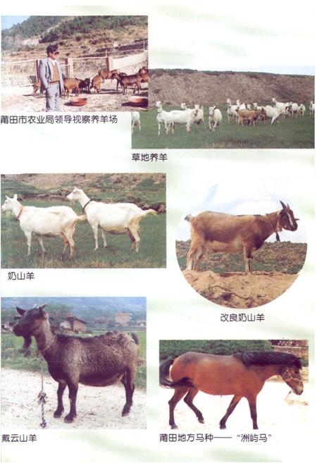 《莆田市畜牧志》.pdf电子版_福建省志插图4