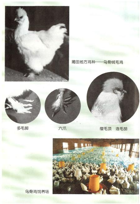 《莆田市畜牧志》.pdf电子版_福建省志插图5