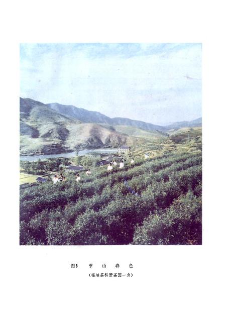 《茶树品种志》.pdf电子版_福建省志插图2