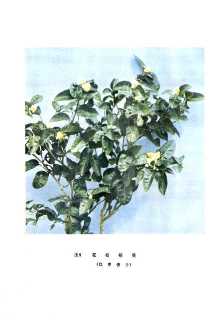 《茶树品种志》.pdf电子版_福建省志插图3