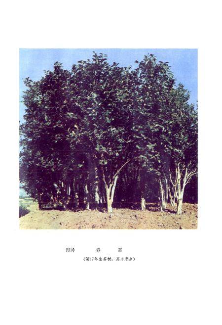 《茶树品种志》.pdf电子版_福建省志插图4