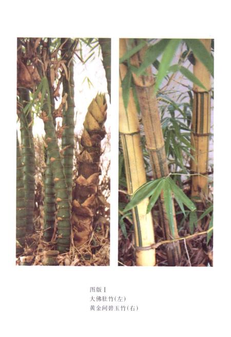 《沙县竹类图志》.pdf电子版_福建省志插图5