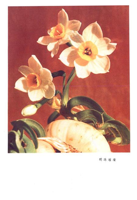 《水仙花志》.pdf电子版_福建省志插图3
