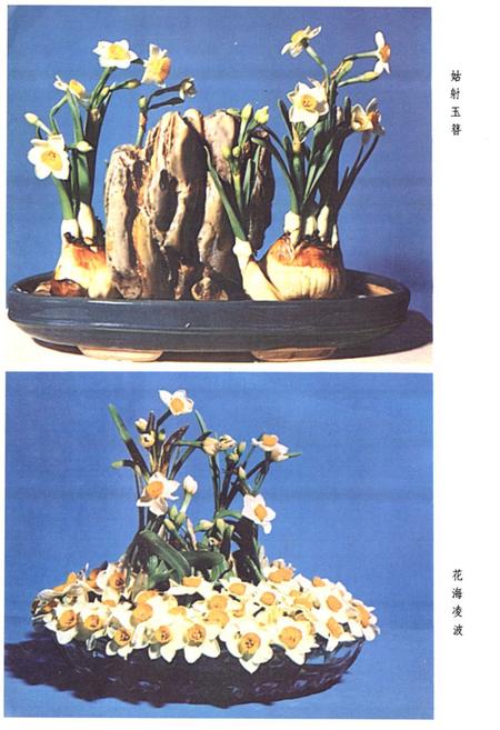 《水仙花志》.pdf电子版_福建省志插图4