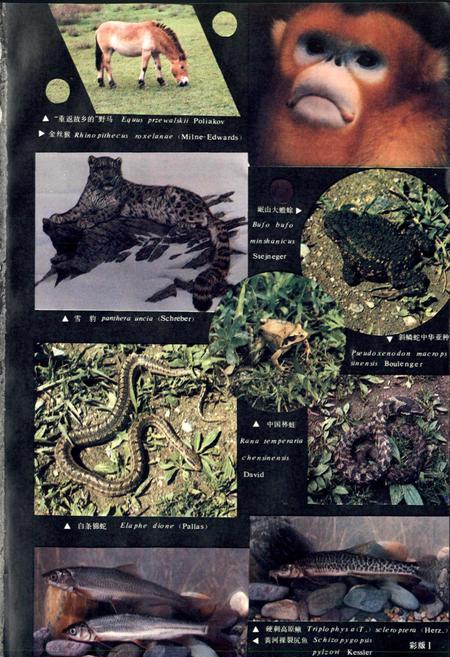《甘肃脊椎动物志》.pdf电子版_甘肃省志插图2