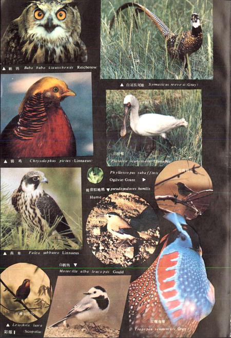 《甘肃脊椎动物志》.pdf电子版_甘肃省志插图3