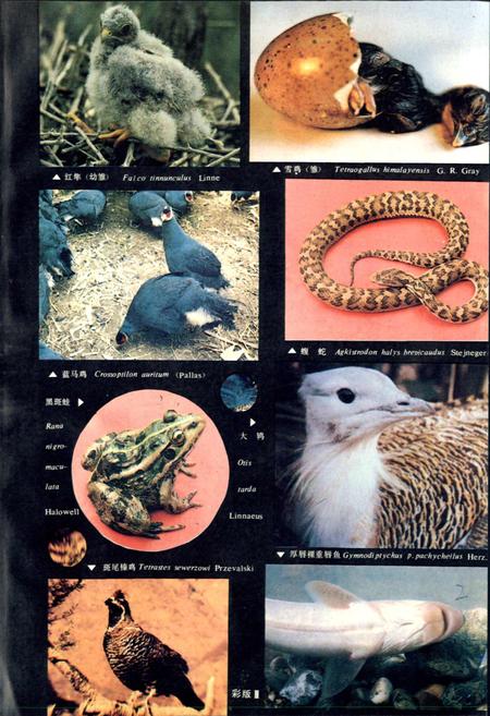 《甘肃脊椎动物志》.pdf电子版_甘肃省志插图4