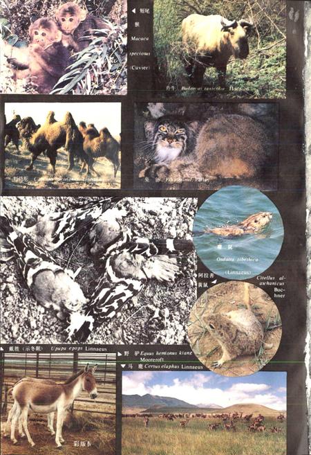 《甘肃脊椎动物志》.pdf电子版_甘肃省志插图5