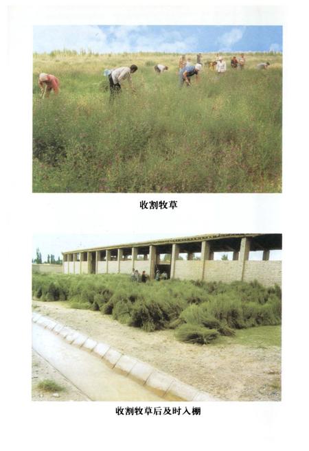 《肃北蒙古族自治县畜牧业志》.pdf电子版_甘肃省志插图5 《肃北蒙古族自治县畜牧业志》.pdf电子版_甘肃省志插图5