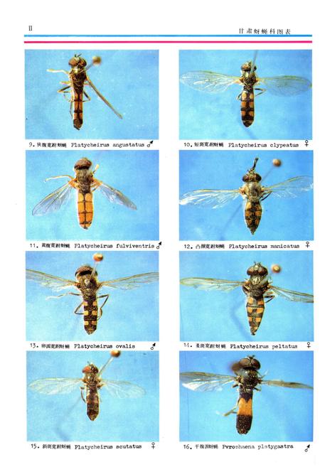 《甘肃蚜蝇科图志》.pdf电子版_甘肃省志插图4