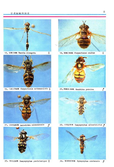《甘肃蚜蝇科图志》.pdf电子版_甘肃省志插图5