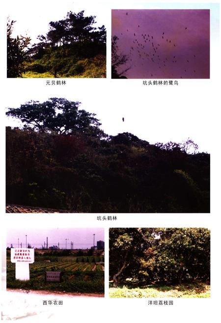 《茅岗村志》.pdf电子版_广东省志插图4