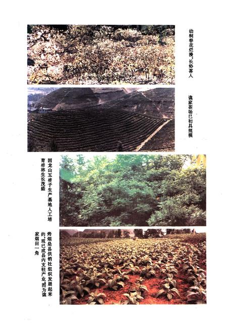 《沿河土家族自治县供销合作社志》.pdf电子版_贵州省志插图5 《沿河土家族自治县供销合作社志》.pdf电子版_贵州省志插图5