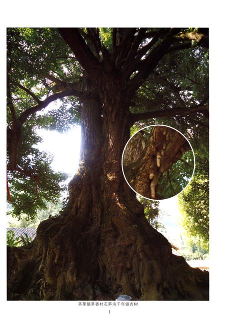 《遵义县茅栗镇志》.pdf电子版_贵州省志插图5 《遵义县茅栗镇志》.pdf电子版_贵州省志插图5