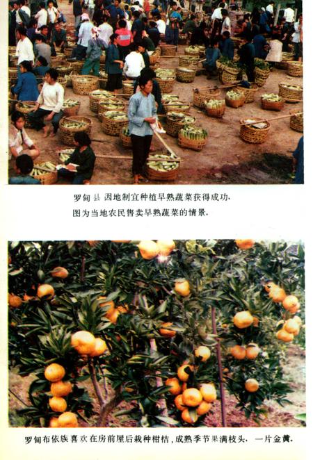 《罗甸县志▪民族志》.pdf电子版_贵州省志插图5