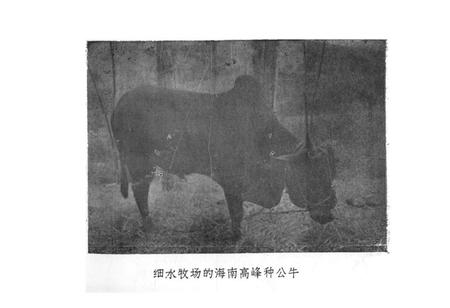 《《白沙县畜牧志》(1949-1987)》.pdf电子版_海南省志插图4